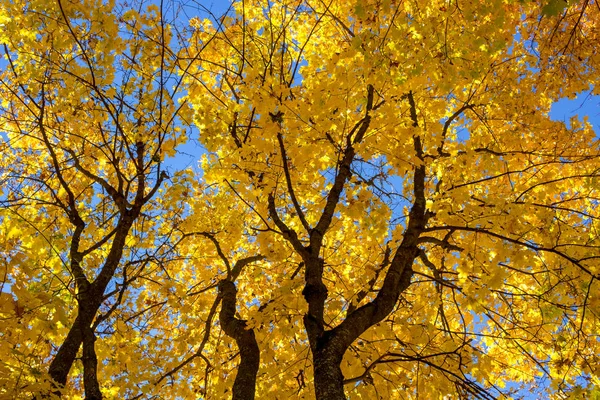 Folhagem Outono Amarelo Árvores Contra Céu Azul Belo Fundo — Fotografia de Stock