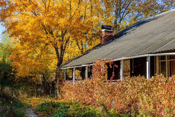 Vista Una Casa Madera Cubierta Matorrales Follaje Amarillo Arce Otoño — Foto de Stock