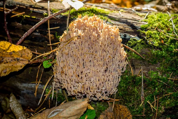 Pilz Ramaria Flava Wächst Auf Einem Baumstumpf — Stockfoto