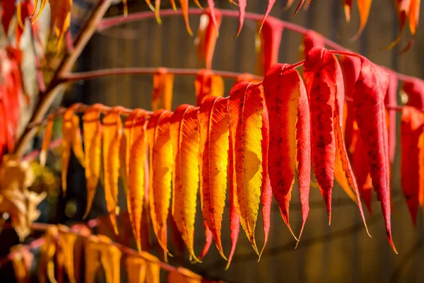 Leuchtend Rot Gelbe Blätter Schließen Herbst Oktober Schöner Hintergrund — Stockfoto