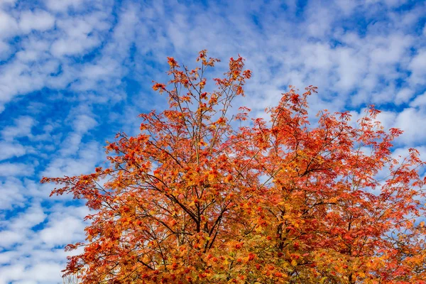 Rowan Vermelho Contexto Céu Azul Outono — Fotografia de Stock