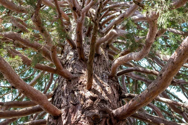 Sequoiadendron Giganteum Giant Sequoia Massandra Crimea — Stock Photo, Image