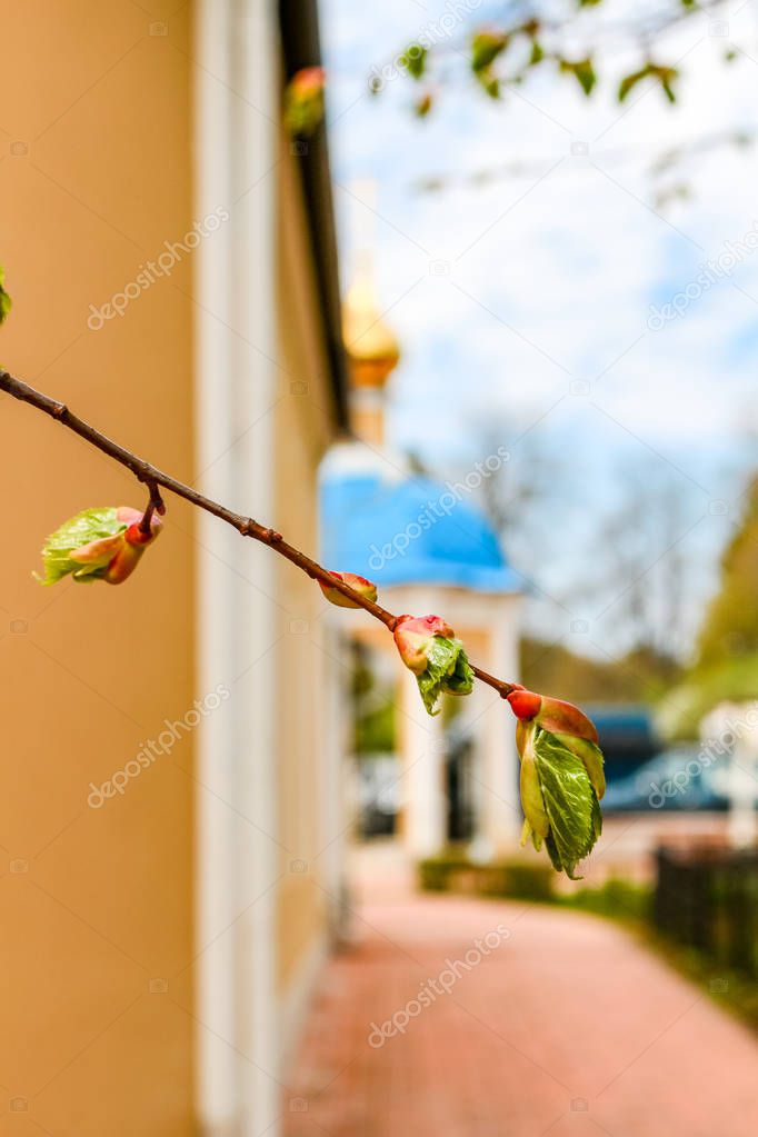 Blossoming buds on a tree against the backdrop of the Orthodox Church