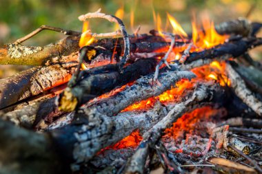Kamp ateşi orman portre