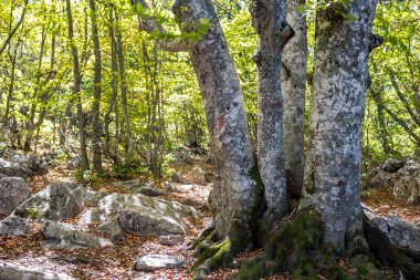 Yalta mountain forest natural reserve. Forest on Mount Ai-Petri. The south coast of Crimea clipart