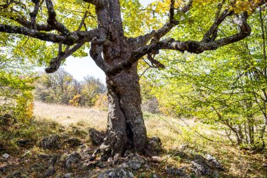 Yalta dağ orman doğal rezerv. Orman Mount Ai-Petri üzerinde. Kırım Güney sahil
