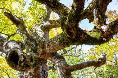 Yalta dağ orman doğal rezerv. Orman Mount Ai-Petri üzerinde. Kırım Güney sahil