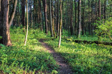 Bahar ormandaki yaya yolu