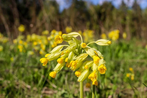 Gele Bloem Primrose Het Voorjaar Mei — Stockfoto
