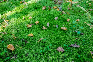 Yeşil halı yere park 