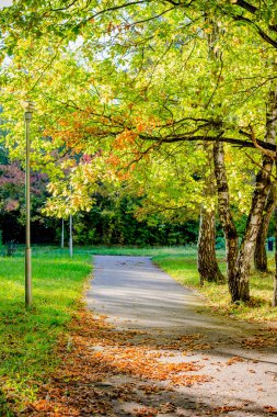 Güzel bir güneş ışığı altında sonbahar park manzarası