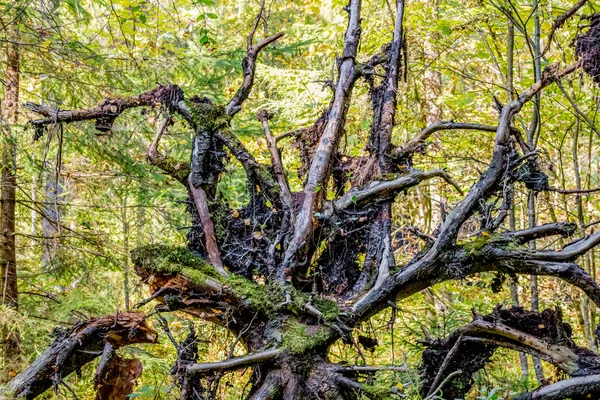 Las Raíces Del Árbol Caído Territorio Del Parque Chertovo Gorodishch — Foto de Stock