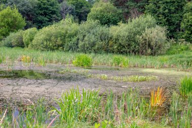Kaluga, Rusya - Ağustos 2017: Doğa anıtı 