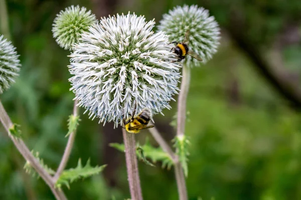 Echinops Sphaerocephalus Cardo Globo Glandular Abejas — Foto de Stock