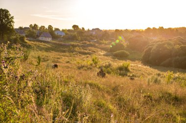 Gün batımında kırsal manzara. Potresovo, Rusya Federasyonu