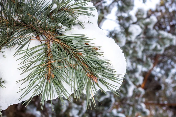 Nadelzweige Winter Unter Dem Schnee — Stockfoto