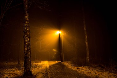 Woodland gece kalın bir sis sırasında bir yol