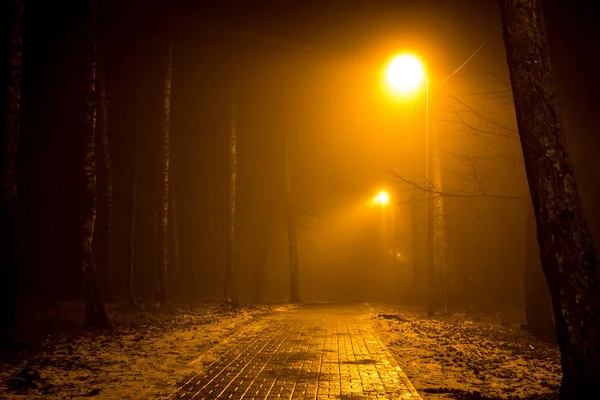 Woodland gece kalın bir sis sırasında bir yol