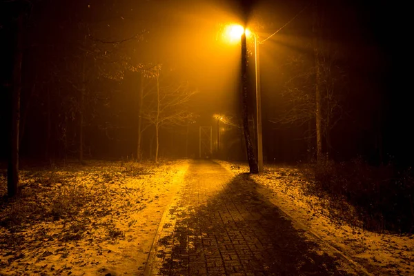 Ένας Δρόμος Στο Δάσος Κατά Διάρκεια Μια Πυκνή Ομίχλη Βράδυ — Φωτογραφία Αρχείου