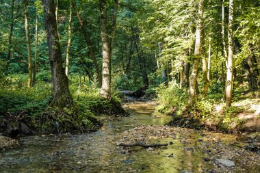 Orman güzel akışı, açık