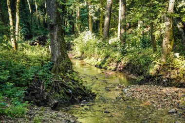 Orman güzel akışı, açık