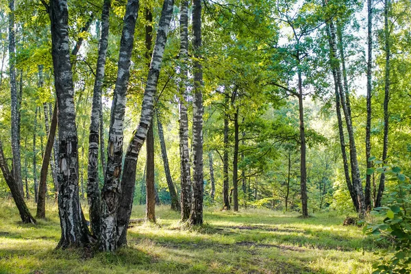 Birch Grove Summer Bright Edge Forest — Stock Photo, Image