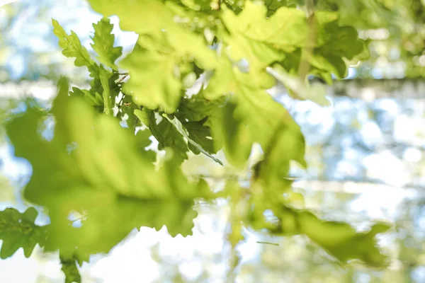 Oak leaves in the form of a blurred background