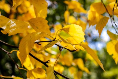 Huş ağacı yaprakları sarı, arka plan