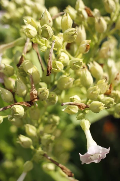 Bloeiende Fruitboom Het Voorjaar — Stockfoto