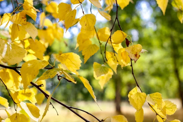 Birch Folhas Amarelo Fundo — Fotografia de Stock