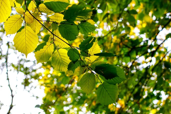Зеленые Листья Орешника Солнце — стоковое фото