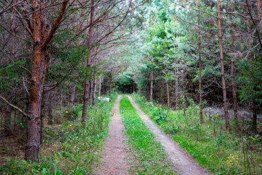 Orman yolu boyunca iğne yapraklı orman