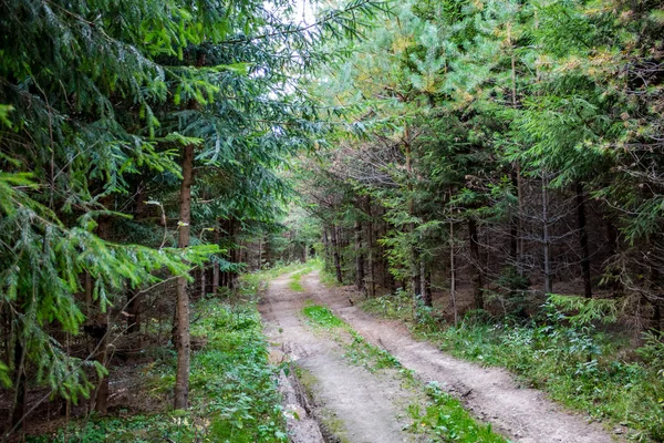 Orman Yolu Boyunca Iğne Yapraklı Orman — Stok fotoğraf