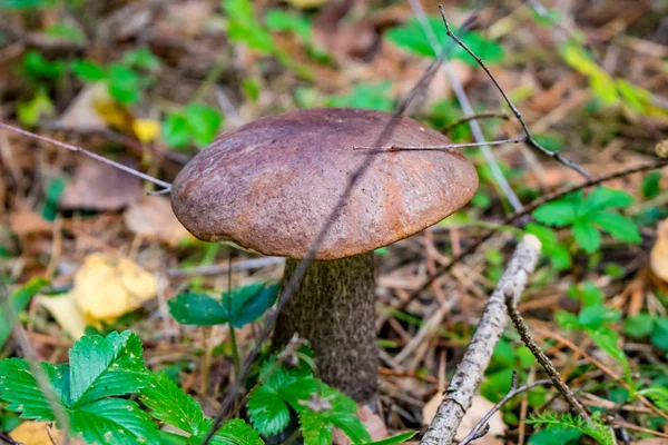 蘑菇或粗茎 — 图库照片
