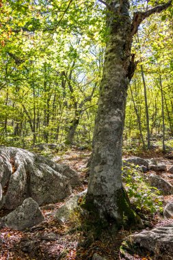 Yalta dağ orman doğal rezerv. Orman Mount Ai-Petri üzerinde. Kırım Güney sahil