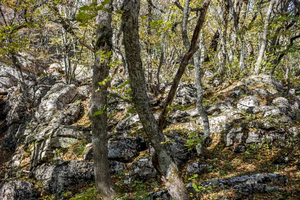 Reserva Natural Floresta Montanhosa Yalta Floresta Monte Petri Costa Sul — Fotografia de Stock