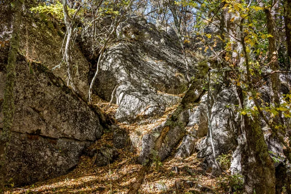 ヤルタ山森林自然保護区 フォレスト ペトリ マウントに クリミア半島の南海岸 — ストック写真