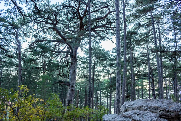 Côte Sud Crimée Sur Sentier Mishor — Photo