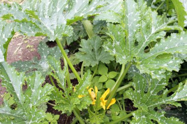 Çalılar kabak bahçesinde açık