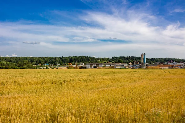 Campos Agricultores Verão — Fotografia de Stock