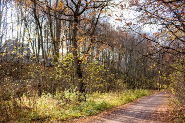 Sonbahar günü ormanda yolda