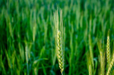 Taze çavdar yakın çekim yeşil alanda