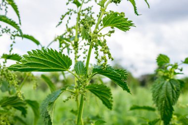 Ortak ısırgan veya ısırgan otu