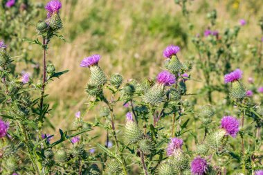 Cirsium vulgare, olarak da bilinen mızrak thistle, boğa thistle veya ortak thistle