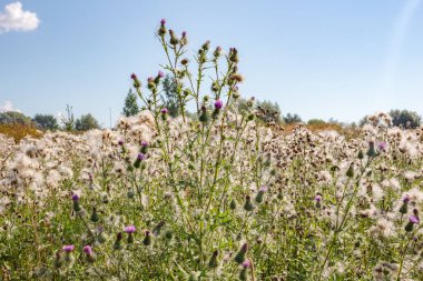 Cirsium vulgare, olarak da bilinen mızrak thistle, boğa thistle veya ortak thistle