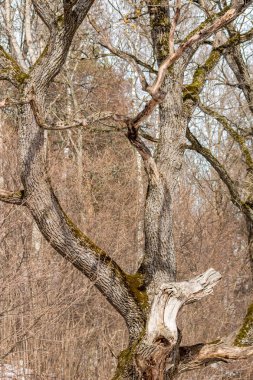 Meşe yaprakları dikey şubeleri