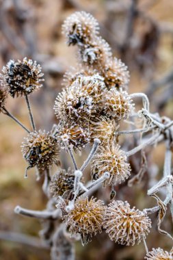 Sabah frosts sırasında hoarfrost Dulavratotu alanında kaplı