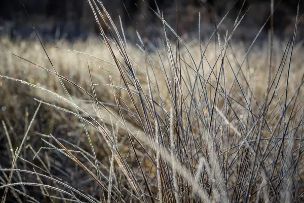 Сухая Трава Покрытая Морозом Морозное Утро Холодная Щель — стоковое фото