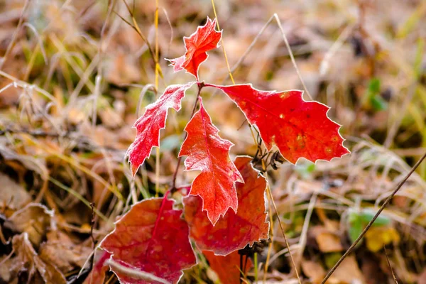 Folhas Vermelhas Suculentas Uma Manhã Gelada Novembro — Fotografia de Stock