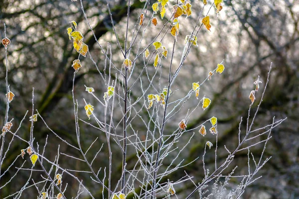 月に凍りつくような朝の白い枝に黄色の葉 — ストック写真